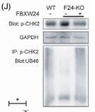 Phospho-Chk2 (Thr68) Antibody - FIGURE 7 Fbxw24 knockout increased RAD51 and p-CHK2 foci in female germ cells.