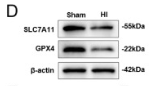 GPX4 Antibody - Fig.