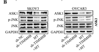 JNK1/2/3 Antibody - Fig.