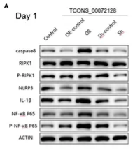 Caspase 8 Antibody - FIGURE 5.