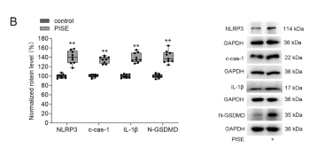 GSDMD Antibody - Fig.