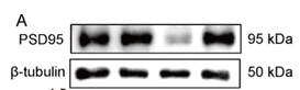 PSD95 Antibody - Figure 6.