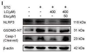 GSDMD Antibody - FIGURE 4.