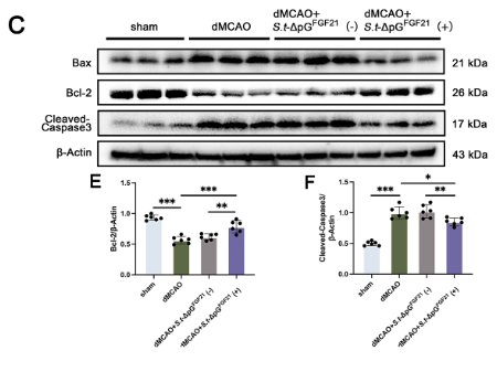 Bax Antibody - Fig.