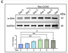 alpha-SMA Antibody - Fig.