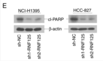 Cleaved-PARP (Asp214) Antibody - Figure 5.
