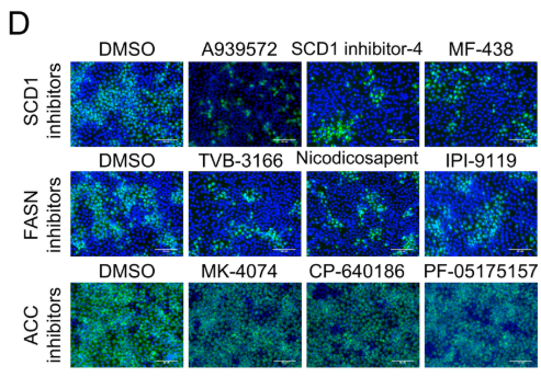 SCD1 Antibody - Fig 1 Screening of anti-CSFV compounds from a lipid metabolism library.