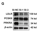 PCSK9 Antibody - Fig.