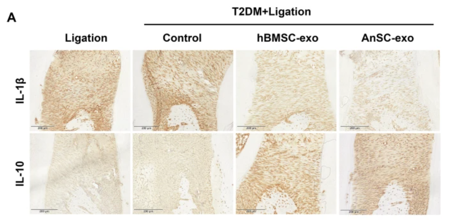 IL10 Antibody - Fig.
