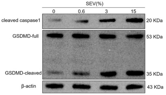 GSDMD Antibody - Fig.