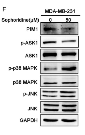 Phospho-ASK1 (Ser83) Antibody - Figure 6.
