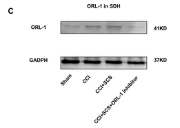 OPRL1 Antibody - Figure 7 SCS upregulates ORL-1 expression, thereby alleviating hyperalgesia in rats after CCI.