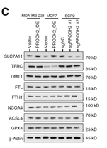 xCT Antibody - Figure 4.