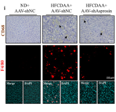 F4/80 Antibody - Figure 2 Hepatic asprosin deficiency alleviates hepatic steatosis.
