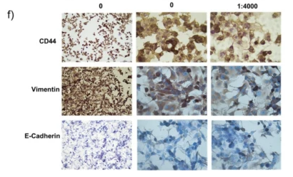 CD44 Antibody - Fig.