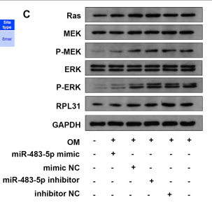 MEK1/2 Antibody - Fig.
