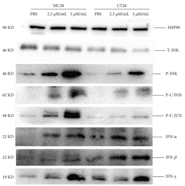 Interferon alpha 1 Antibody - Figures 5.