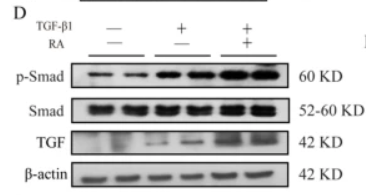 Smad2/3 Antibody - Fig.