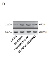 GPX4 Antibody - Fig.