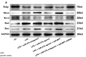 BAD Antibody - Figure 5 Mff overexpression reverses the protective effects of miR-27b against inflammation and apoptosis.
