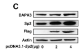 SP2 Antibody - Figure 4 Transcription of the Dapk3 gene is promoted by Sp2.
