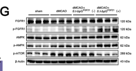 Phospho-mTOR (Ser2448) Antibody - Fig.