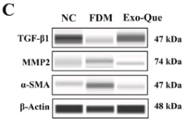 MMP2 Antibody - Fig.