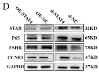 STAR Antibody - Figure 2.