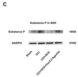 Substance P Antibody - Figure 6 Changes in Cav2.