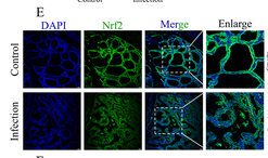 Nrf2 Antibody - Figure 2.