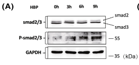 Smad2/3 Antibody - FIGURE 2 HBP activated the TGF-β signaling pathway.