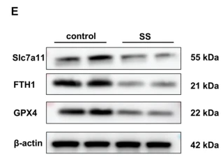 GPX4 Antibody - Fig.