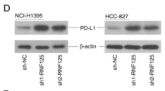 PD-L1 Mouse Monoclonal Antibody - Figure 6.