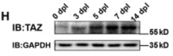 TAZ Antibody - Figure 1 YAP is upregulated and activated in HBCs after acute OE injury (A–D) Double immunostaining of YAP (green) and p63 (red) (A), YAP (green) and LSD1 (red) (B), YAP (green) and GAP43 (red) (C), and YAP (green) and OMP (red) (D) in the OE of 2-month-old C57BL/6 mice.