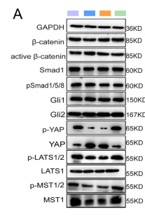 YAP Antibody - Fig.