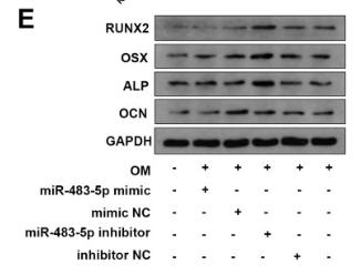 osterix Antibody - Fig.