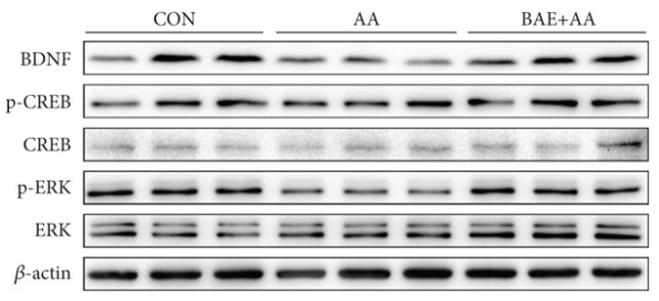 ERK1/2 Mouse monoclonal Antibody - Figures 7(a).