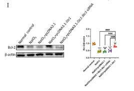 Bcl-2 Antibody - Fig.