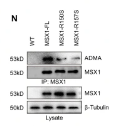 beta-Tubulin Antibody - Fig.