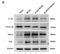 Cleaved-IL-1 beta (Asp116) Antibody - Figure 5.