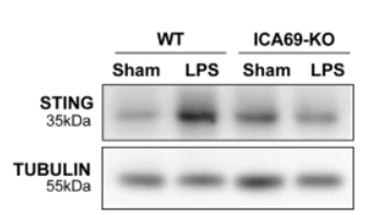 Tubulin beta Antibody - Fig.