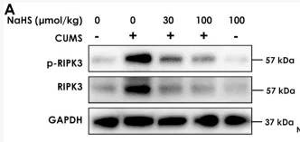 RIP3 Antibody - FIGURE 1 Effect of NaHS on the hippocampal necroptosis of CUMS-exposed rats.