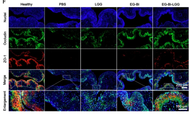 ZO 1 Antibody - Fig.
