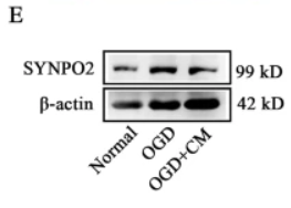 beta-Actin Antibody - Fig.