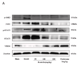 Phospho-JAK2 (Tyr931) Antibody - Fig.