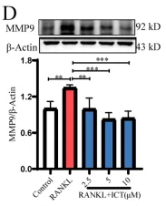 MMP9 Antibody - FIGURE 2 ICT significantly inhibited osteoclast differentiation and promoted the expression of ESR1 and ESR2.