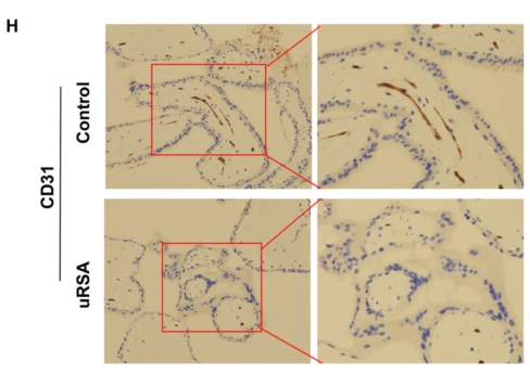 CD31 Antibody - Fig.