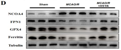 NCOA4 Antibody - Fig.