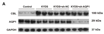 CBL Antibody - Fig.