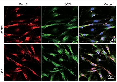 Osteocalcin Antibody - Fig.